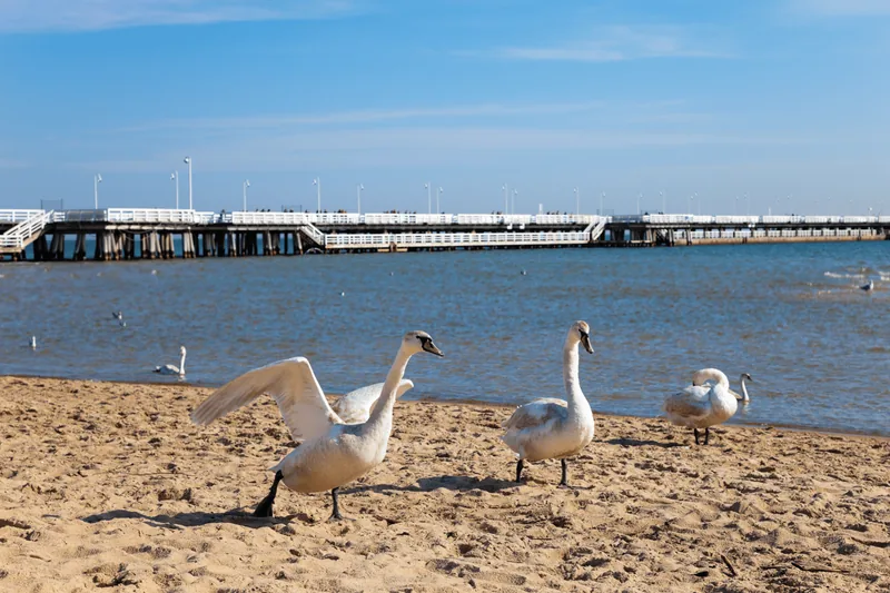 Łabędzie na plaży z sopockim molo w tle.